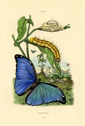 Blue Morpho